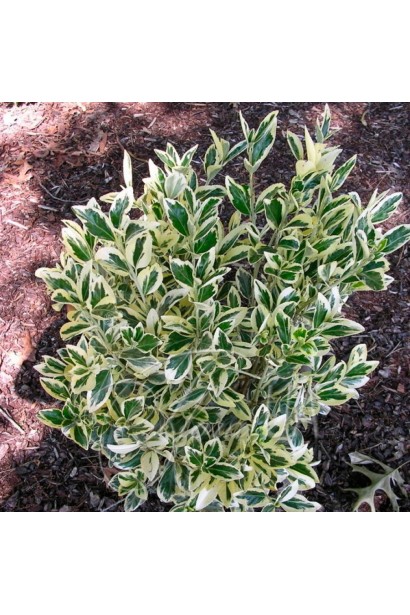 Бруслина форчуна Сільвер Квін і Бруслина японська Ауреомаргіната на штамбі | Euonymus fortune Silver Queen  and Japanese Aureomarginata on shtambe | Бересклет форчуна Сильвер Квин и Бересклет японский Ауреомаргината на штамбе